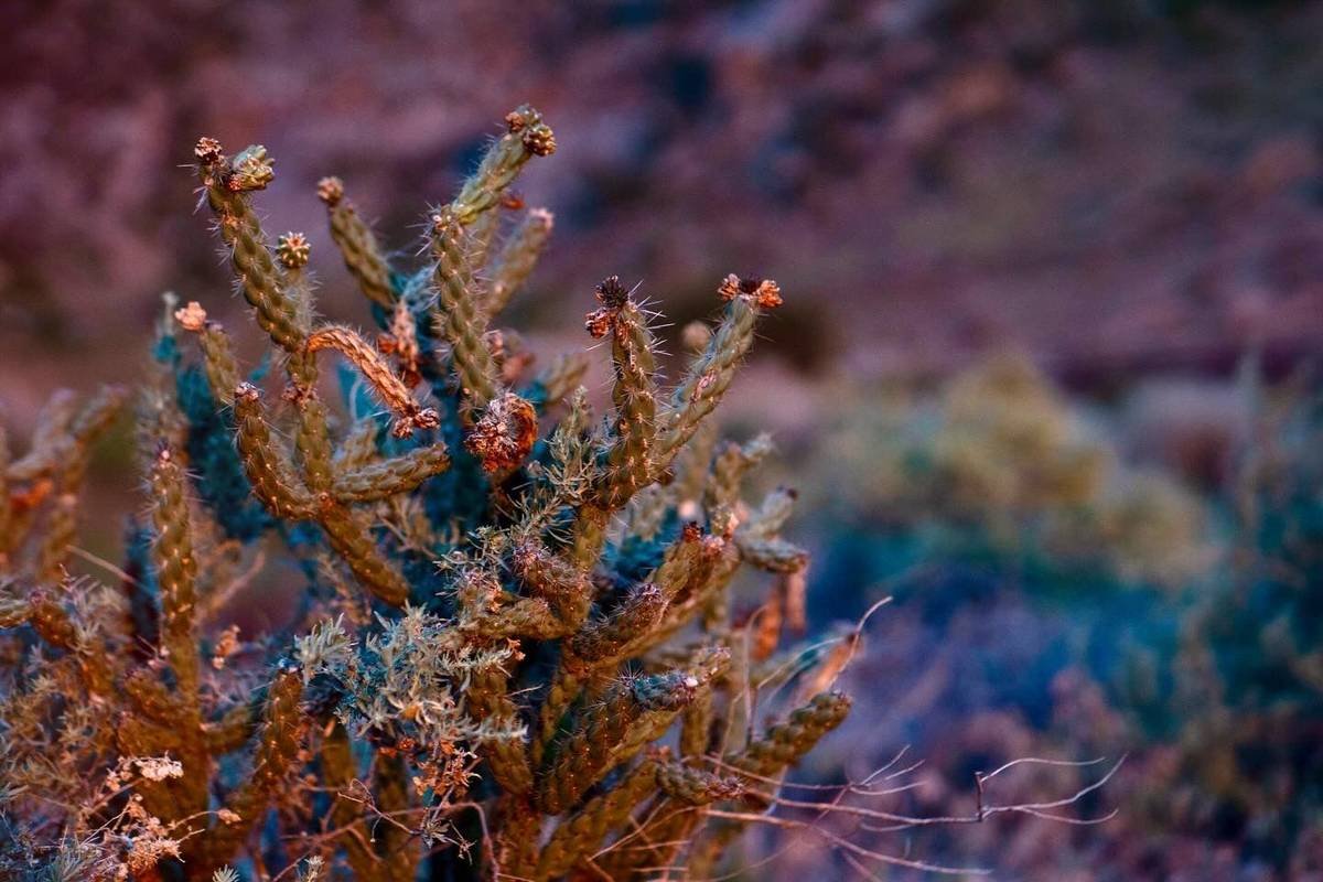 Cholla cactus at dusk